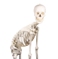 Mobile Preview: Skelett mit beweglicher Wirbelsäule II